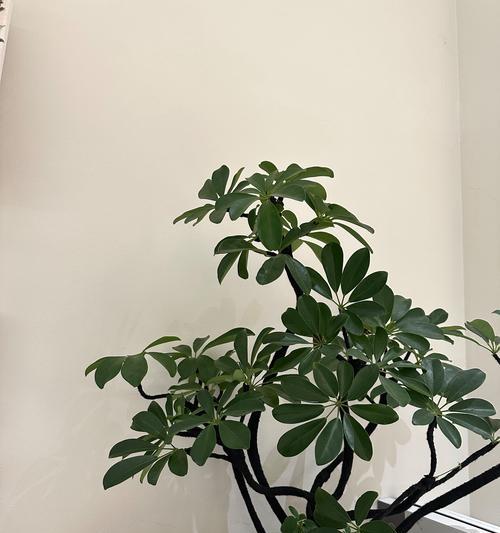 小盆景清理污垢的正确方法是什么？