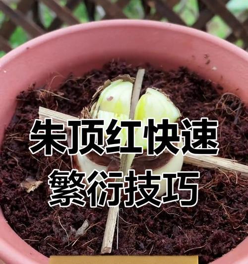 朱顶红什么季节切割？朱顶红的最佳切割时间是什么时候？