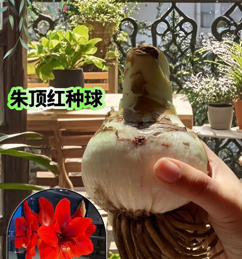 朱顶红什么季节切割？朱顶红的最佳切割时间是什么时候？