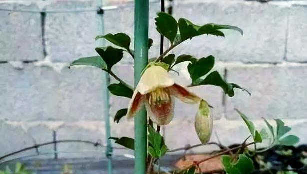 铁线莲开花后剪枝的正确方法是什么？
