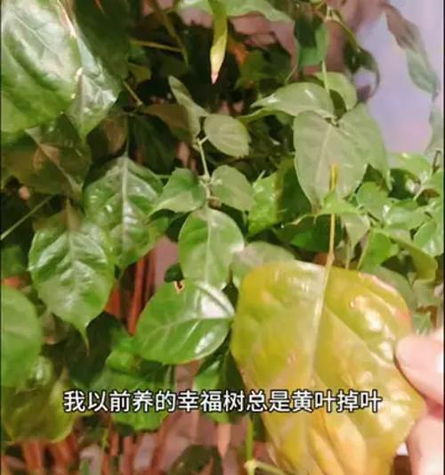 给树自制肥料的方法有哪些？