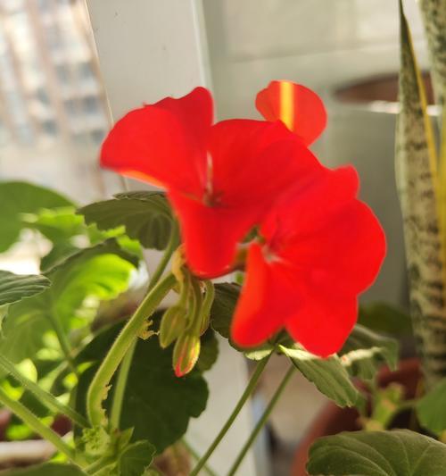 天竺葵出锦的原因是什么？如何正确处理？