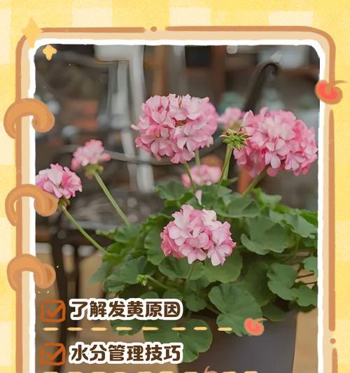 天竺葵出锦的原因是什么？如何正确处理？
