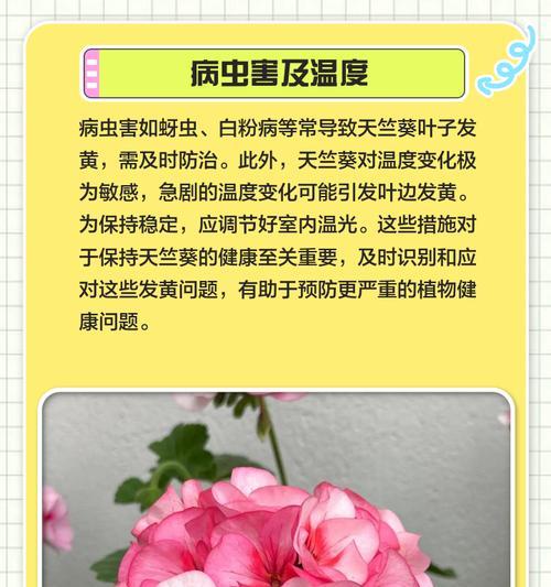 天竺葵出锦的原因是什么？如何正确处理？