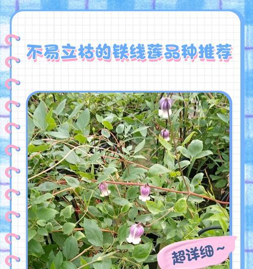 铁线莲出现高脚现象如何处理？有哪些有效的解决方法？
