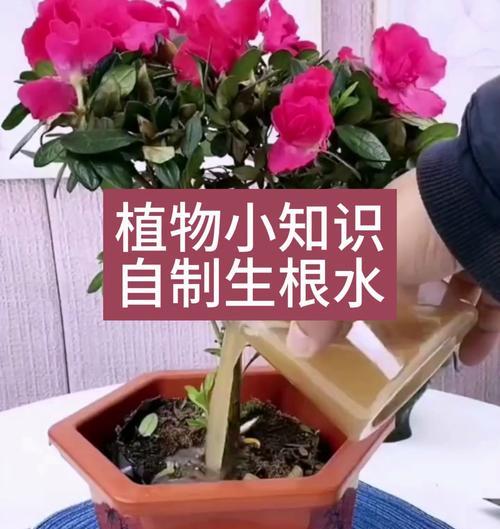 自制生根肥料的步骤是什么？哪种配方最有效？