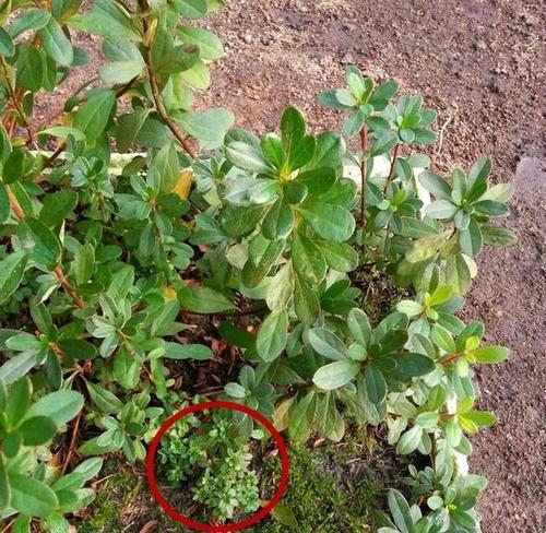 君子兰豆芽怎么插种？如何提高成活率？