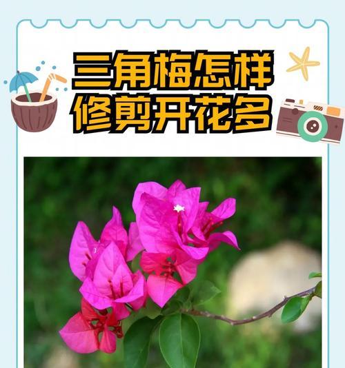 三角梅修剪技巧有哪些？如何修剪以促进开花？