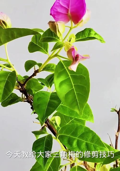 三角梅修剪技巧有哪些？如何修剪以促进开花？