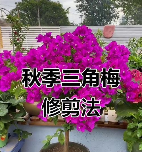 三角梅修剪技巧有哪些？如何修剪以促进开花？