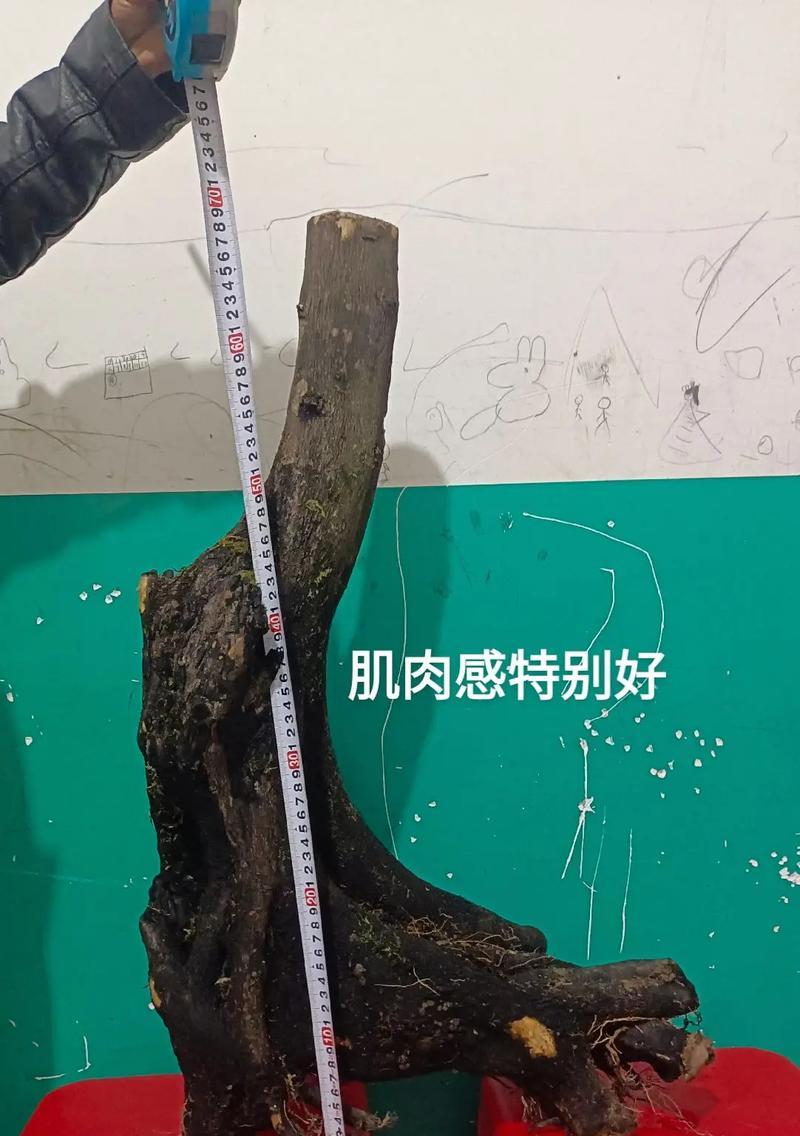 盆景碳化是如何制造的？