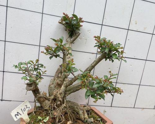 盆景碳化是如何制造的？