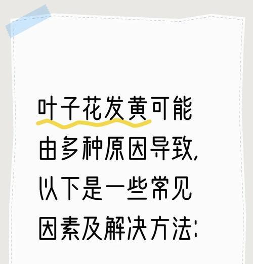 藿香叶子下部发黄的原因是什么？