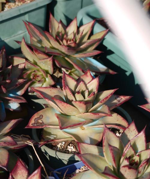 乌木树桩盆景的制作方法是什么？