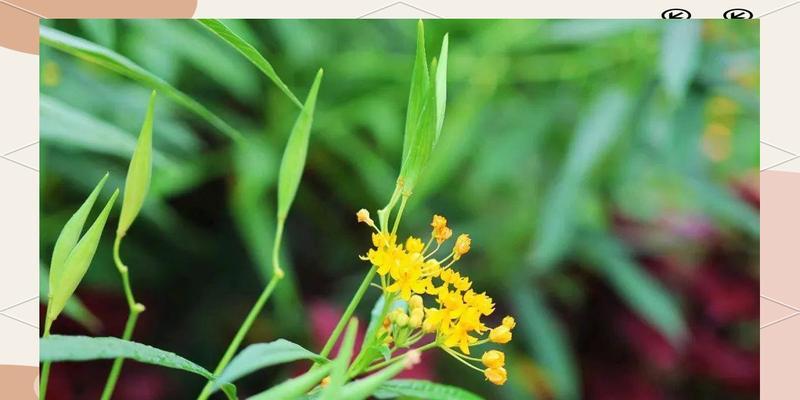 次第花开的寓意是什么？它在自然界中象征着什么？