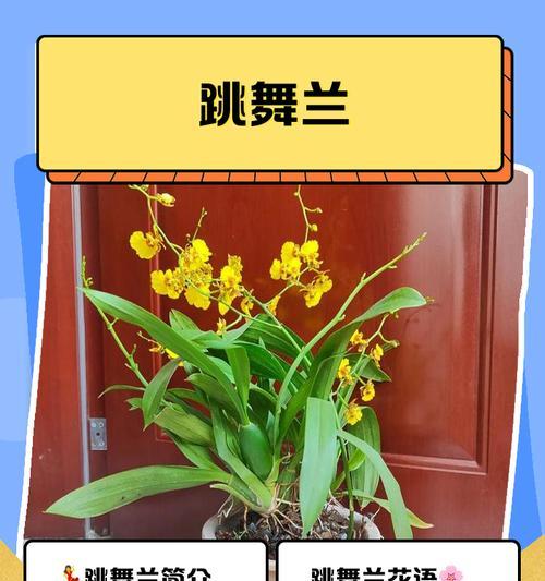 菠萝花的寓意是什么？使用时有哪些禁忌？