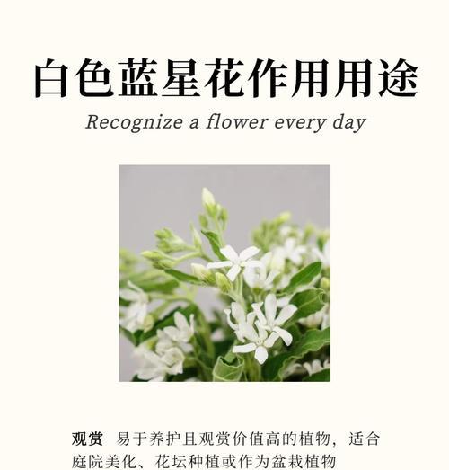 菠萝花的寓意是什么？使用时有哪些禁忌？