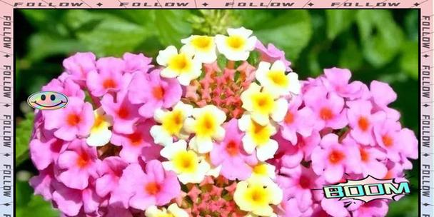哪些花象征独特性？独特花卉的寓意有哪些？