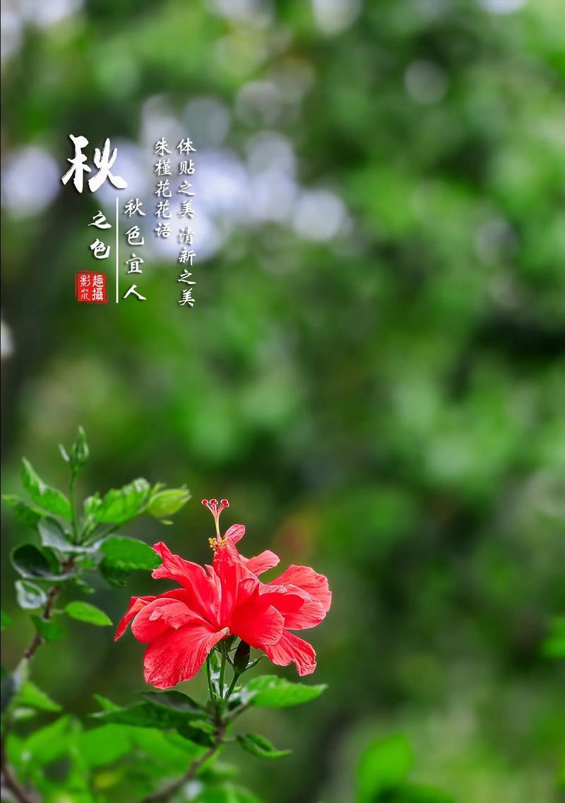 扶桑花象征着什么？扶桑花的花语有哪些？