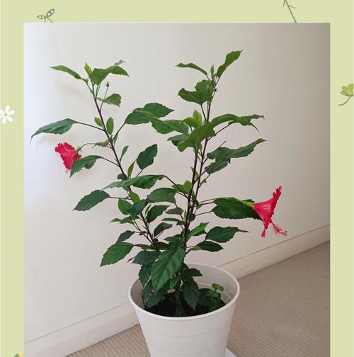 扶桑花象征着什么？扶桑花的花语有哪些？