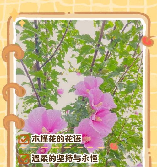花卉搭配时应注意哪些花语和寓意？如何正确搭配花卉？