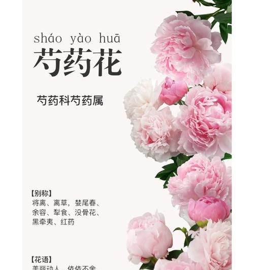 花卉搭配时应注意哪些花语和寓意？如何正确搭配花卉？
