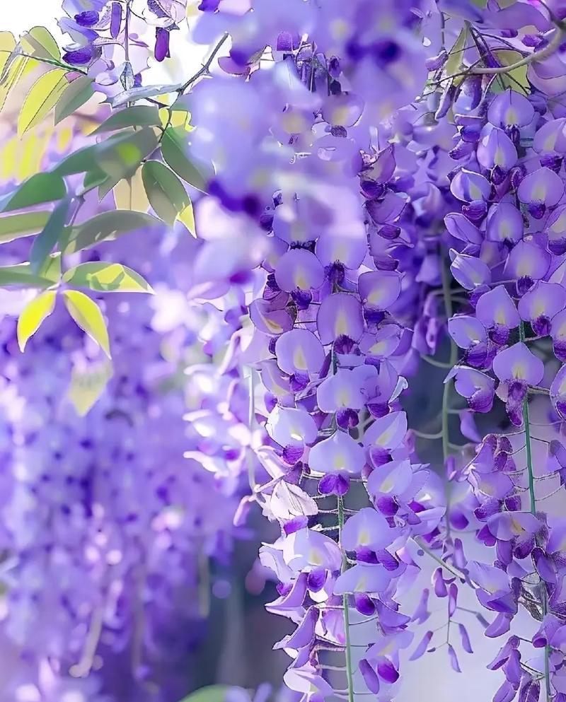 紫色彼岸花的花语与象征意义是什么？