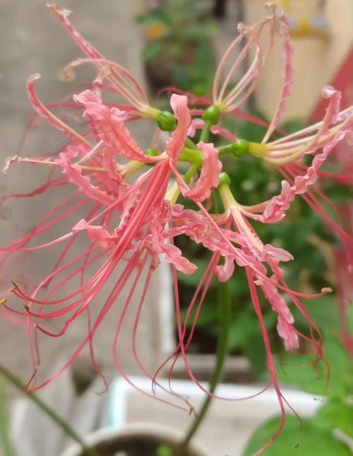 绝望和失落的花语是什么？哪种花象征绝望和失落？