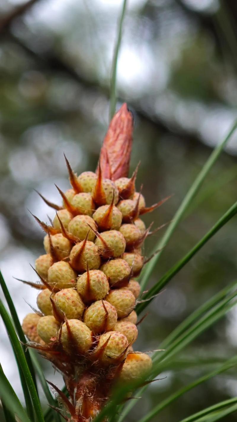 松果花代表什么意义？松果花的寓意是什么？