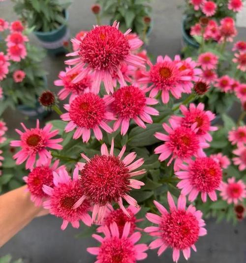 松果花代表什么意义？松果花的寓意是什么？