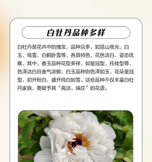 未开牡丹花的文化象征是什么？牡丹花的花语和寓意有哪些？