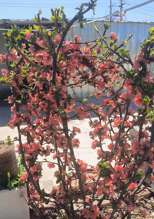 从树上摘下的花代表什么？