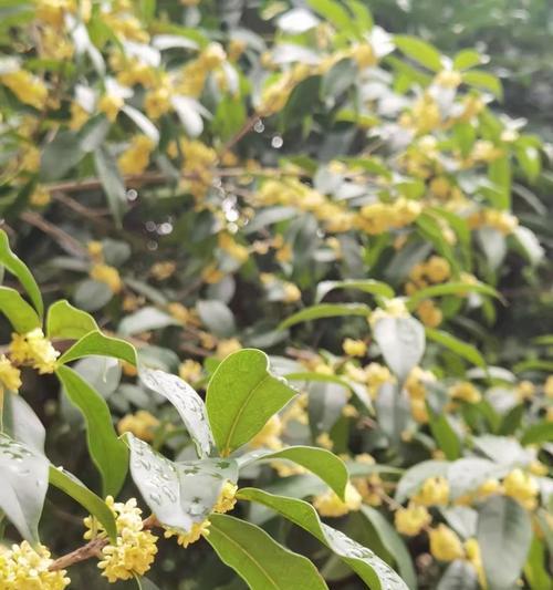 从树上摘下的花代表什么？