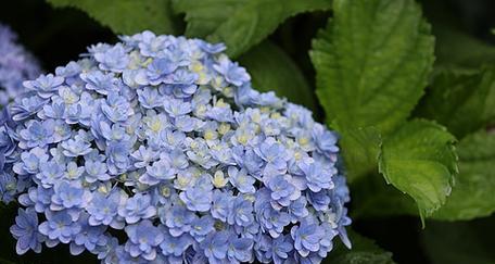 蓝色绣球花的花语是什么？探索蓝色绣球花的独特象征意义