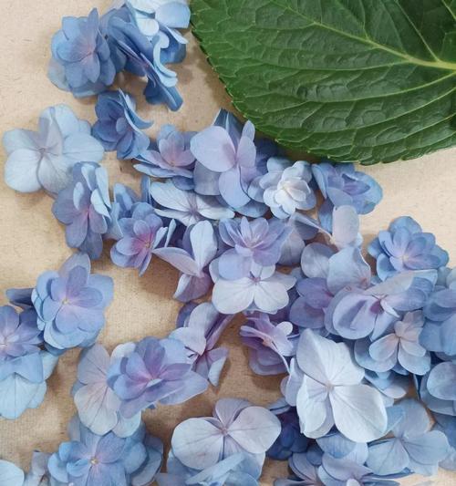 蓝色绣球花的花语是什么？探索蓝色绣球花的独特象征意义