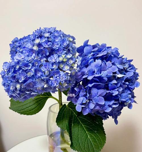 蓝色绣球花的花语是什么？探索蓝色绣球花的独特象征意义