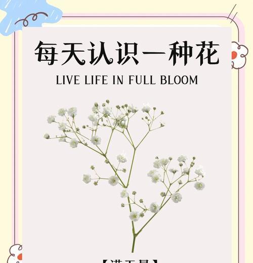 满天星象征了哪些情感？