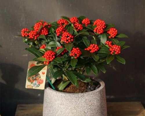 过年时常见的花卉代表什么？