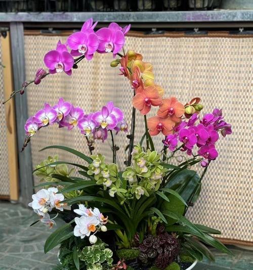 过年时常见的花卉代表什么？