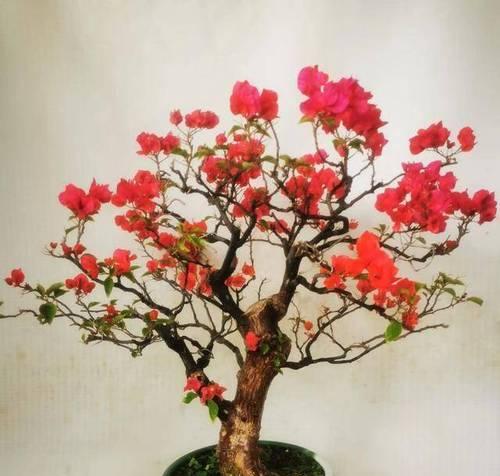 过年时常见的花卉代表什么？