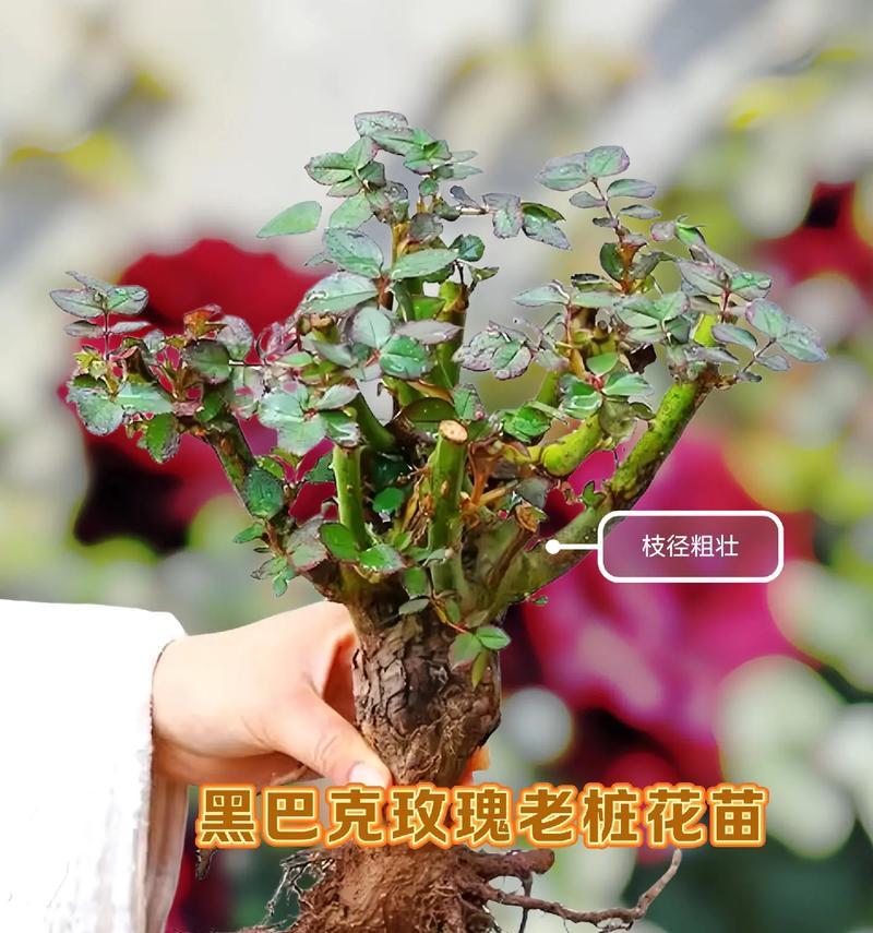 绑玫瑰花的意义是什么？绑玫瑰花的寓意是什么？