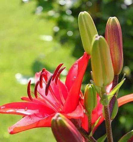 桃李花象征着什么？它的花语和含义是什么？