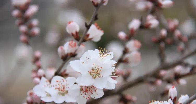 桃李花象征着什么？它的花语和含义是什么？