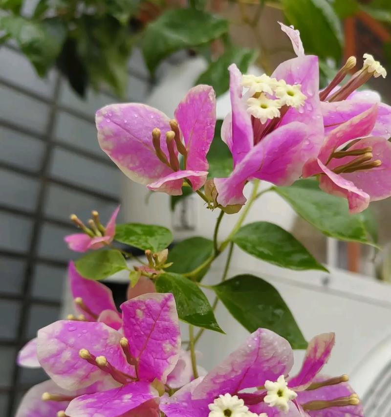 解雨臣象征的花种类是什么？这些花的特别之处在哪里？