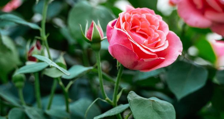 月季花的花语代表什么？