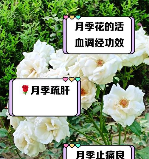 月季花的花语代表什么？