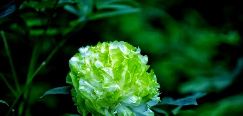 送朋友绿色花的寓意是什么？