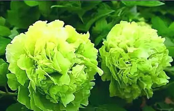 送朋友绿色花的寓意是什么？