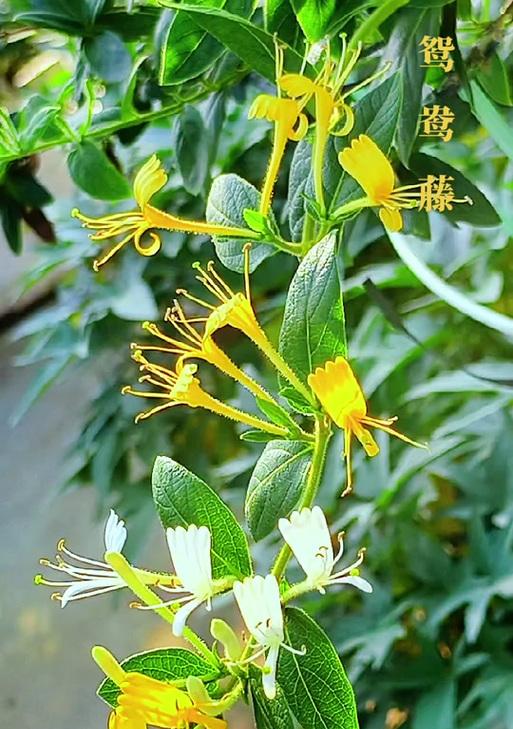 藤类花的寓意有哪些？藤类植物的花语是什么？
