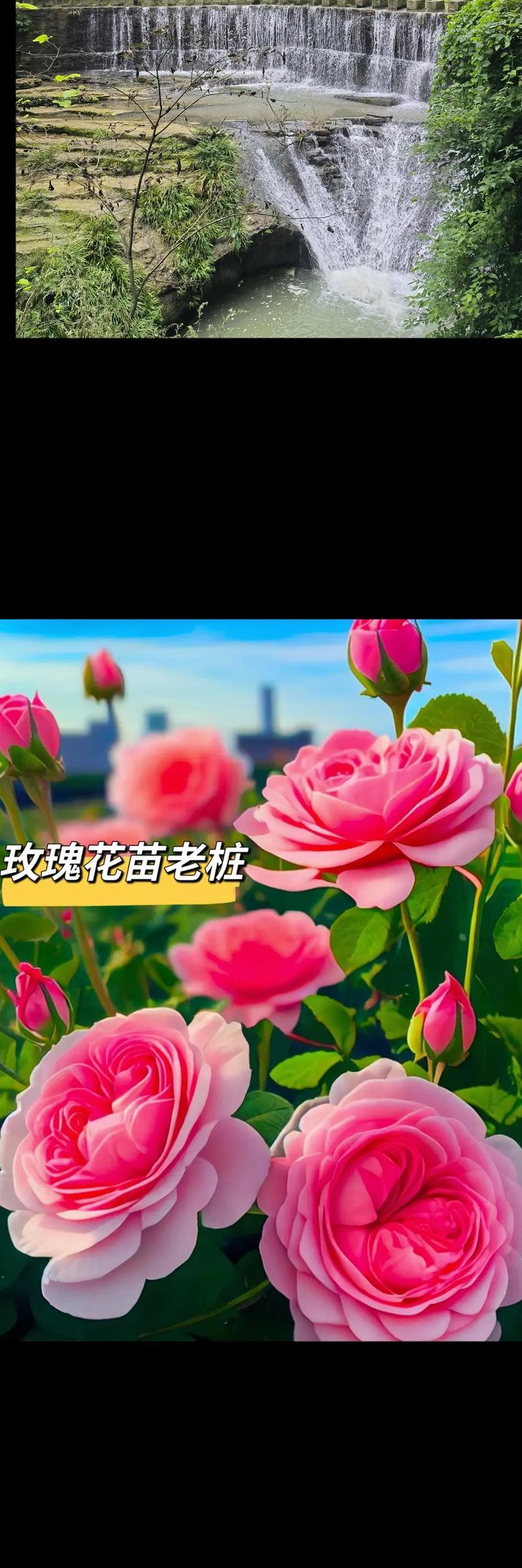 粉色玫瑰花语代表什么？粉色玫瑰的寓意是什么？